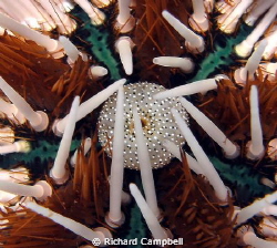 creature of the sea..i only see, i know not what it be.. by Richard Campbell 